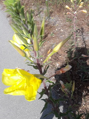 Oenothera
