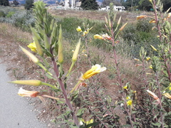 Oenothera