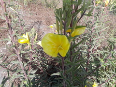 Oenothera
