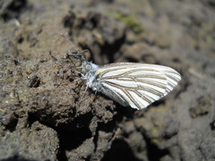 Pieris marginalis venosa