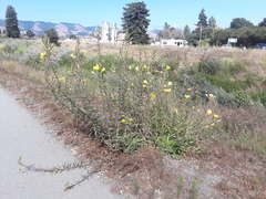 Oenothera