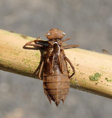 Pachydiplax longipennis