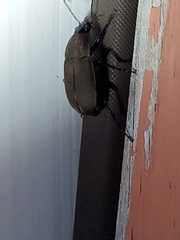 Chlaenius tomentosus