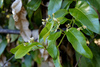 Common Silkpod - Photo (c) Tony Rodd, some rights reserved (CC BY-NC-SA)