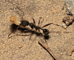 Aphaenogaster senilis