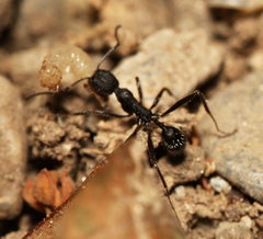 Aphaenogaster senilis