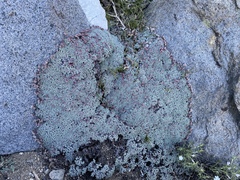 Eriogonum wrightii olanchense