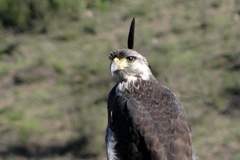 Buteogallus coronatus