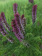 Amorpha nana