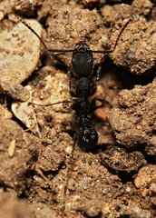 Aphaenogaster senilis