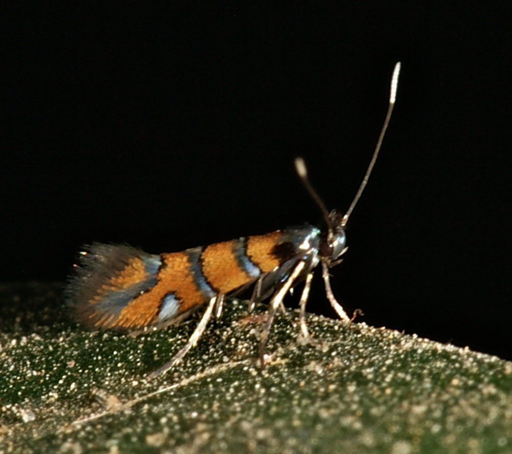 Small Elm Midget