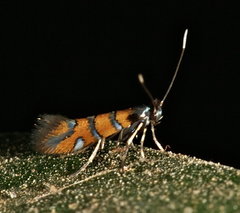 Phyllonorycter schreberella