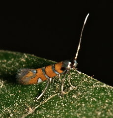 Phyllonorycter schreberella