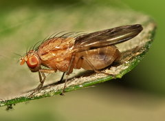 Minettia inusta