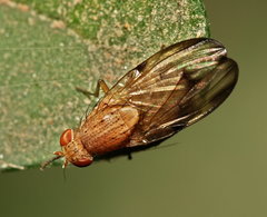 Minettia inusta