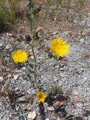 Helminthotheca echioides