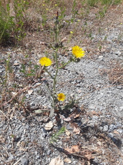Helminthotheca echioides