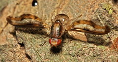 Toxonevra muliebris
