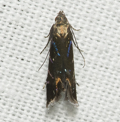 Strobisia proserpinella