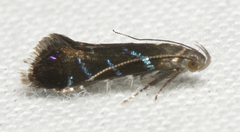 Strobisia proserpinella