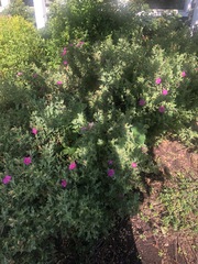 Cistus creticus creticus