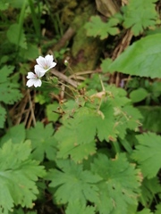 Geranium albiflorum