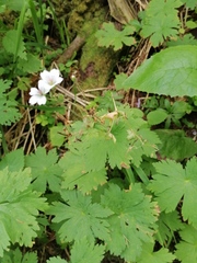 Geranium albiflorum