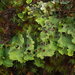 Pseudocyphellaria - Photo (c) Jason Hollinger, μερικά δικαιώματα διατηρούνται (CC BY)