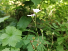 Geranium albiflorum