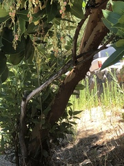 Arbutus × andrachnoides