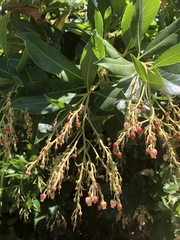 Arbutus × andrachnoides