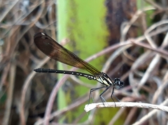 Heliocypha fenestrata