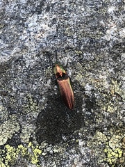 Nitidolimonius resplendens