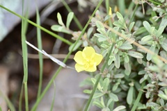 Crocanthemum glomeratum