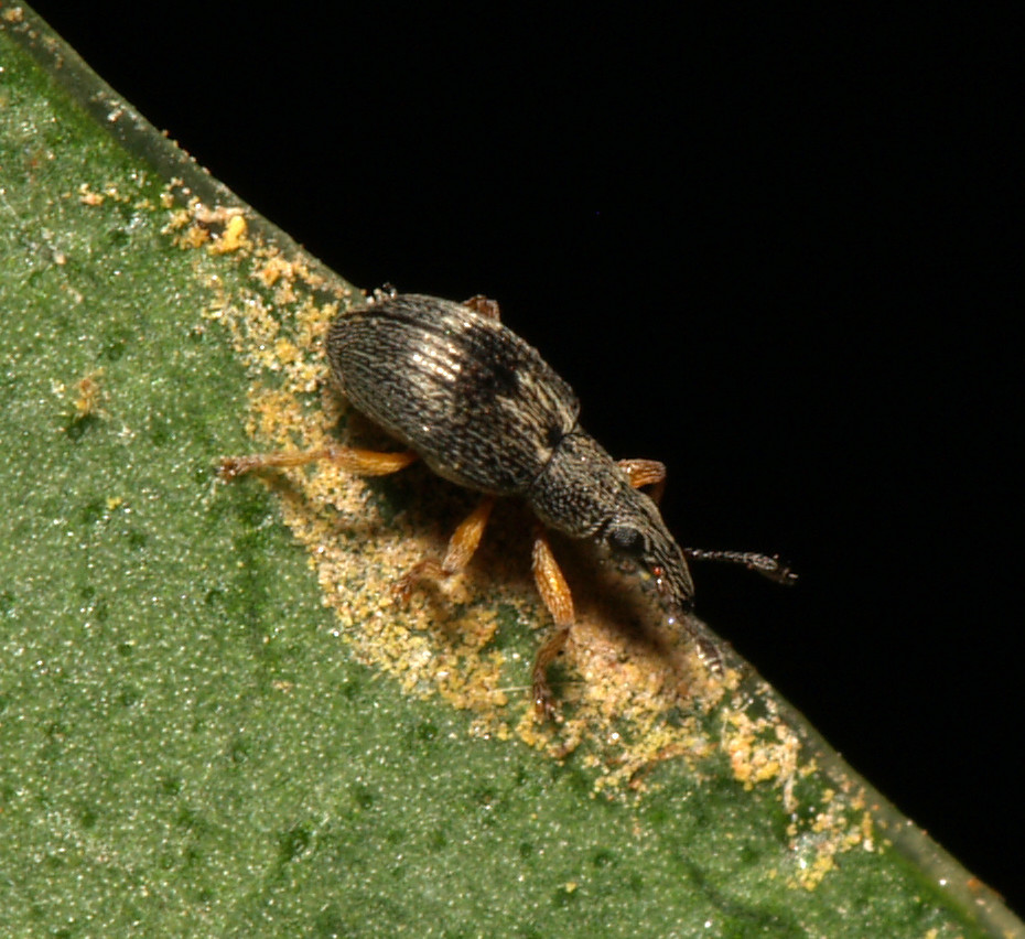 Kalcapion semivittatum