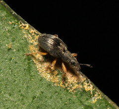 Kalcapion semivittatum