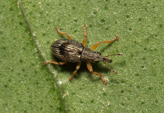 Kalcapion semivittatum