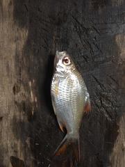 Barbonymus schwanefeldii