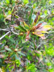 Rhododendron hirsutum