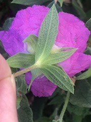 Cistus creticus creticus