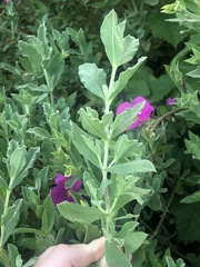 Cistus creticus creticus