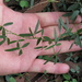 Glycine microphylla - Photo (c) Harry Rose，保留部份權利CC BY