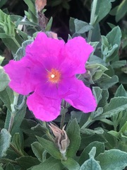 Cistus creticus creticus