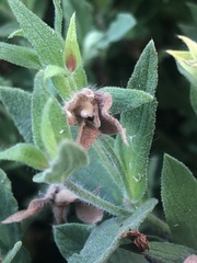 Cistus creticus creticus