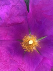 Cistus creticus creticus