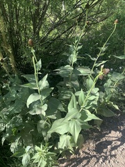 Rudbeckia occidentalis