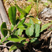 Leichhardtia flavescens - Photo (c) Tony Rodd, some rights reserved (CC BY-NC-SA)