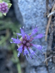 Monardella beneolens