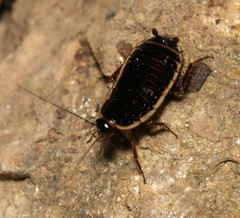 Loboptera