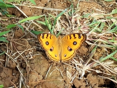 Junonia almana